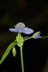 Spiderwort